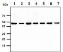 Western blot of human PSMD11 antibody across multiple cell lines using HRP detection