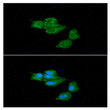 ICC IF of ACADS protein in Hep3B cells stained with STJA0041832 antibody Alexa Fluor 488 secondary green and DAPI nuclear stain blue