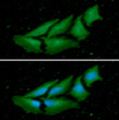 ICC IF of NME1 in HeLa cells stained with STJA0041834 antibody Alexa Fluor 488 green and DAPI blue