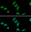 ICC IF of NME1 in A549 cells stained with STJA0041834 antibody and Alexa Fluor 488