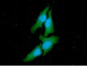 ICC IF of CSK in HeLa cells stained with STJA0041836 antibody Alexa Fluor 488 secondary DAPI nuclear counterstain