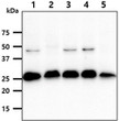 Western blot of human SSU72 antibody across multiple cell lines