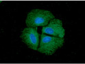 ICC IF of PPID in Hep3B cells stained with STJA0041846 antibody Alexa Fluor 488 secondary DAPI nuclear counterstain