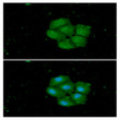 Western blot of human HSPA13 protein in 293T K562 and MCF7 cell lysates
