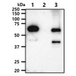 Western blot showing Human Akt1 antibody specificity against recombinant Akt1 Akt2 and Akt3 proteins
