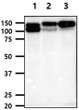 Western blot of human Integrin beta 1 CD29 in A549 PC3 and HT1080 cell lysates