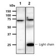 Western blot of human AFP using anti-human AFP antibody on HepG2 and mouse liver lysates