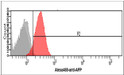 Flow cytometry of AFP in HeLa cells using STJA0041861 antibody with Alexa Fluor 488 detection