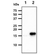 Western blot of human FIS1 antibody showing 293T and TTC11-transfected cell lysates