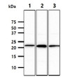 Western blot of Human NKp30 NCR3 antibody STJA0041881 showing protein detection in cell lysates