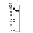 Western blot showing recombinant human HDAC2 protein detected with anti-HDAC2 antibody