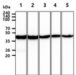 Western blot of human Actin ACTA1 antibody STJA0041890 across multiple cell and tissue lysates