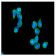 ICC IF staining of IRF5 in THP-1 cells with STJA0041891 antibody Alexa Fluor 488 green and DAPI blue