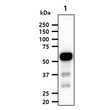 Western blot of human IRF5 antibody detecting IRF-5 protein in THP-1 cell lysate