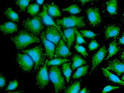 ICC IF of PP2C alpha PPM1A in HeLa cells with Alexa Fluor 488 green and DAPI blue