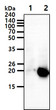 Western blot of Human Crystallin alpha A CRYAA antibody STJA0041923 showing 293T and transfected lysates