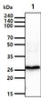 Western blot of human IL-33 antibody detecting Jurkat cell lysate using HRP-conjugated secondary antibody