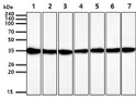 Western blot of GAPDH antibody across HepG2 MCF7 Jurkat K562 A431 LNCaP and Ramos cell lysates