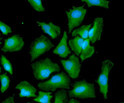 ICC IF of GRP78 HSPA5 in HeLa cells with Alexa Fluor 488 and DAPI staining