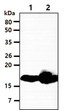 Western blot of human myoglobin antibody detection in mouse muscle and heart tissue lysates