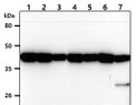 Western blot showing human beta-Actin antibody detection across HeLa Jurkat PC3 HepG2 MCF7 U87-MG and NIH-3T3 cell lysates
