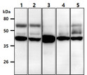 Western blot of human beta-Actin antibody STJA0041943 in mouse tissues using anti-human ACTB antibody
