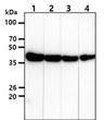 Western blot of human beta-Actin antibody in HeLa cell lysates at various dilutions