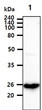 Western blot of recombinant human Podoplanin protein detected with anti-human Podoplanin antibody
