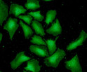 ICC IF of PARP2 in HeLa cells stained with STJA0041951 antibody and Alexa Fluor 488