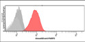 Flow cytometry of PARP2 in U87MG cells stained with STJA0041951 antibody