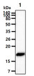Western blot of human VAMP-2 antibody detection in mouse brain tissue lysate