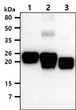 Western blot of human RAC 1 2 3 proteins probed with anti-human Rac1,2,3 antibody