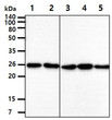 Western blot of human RalA RalB antibody showing protein bands in HeLa HepG2 NIH3T3 PC3 and U87MG cell lysates