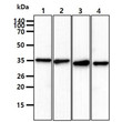 Western blot of GAPDH antibody on 293T cell lysate showing dilution series