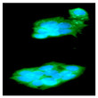 ICC IF of TREM2 in HepG2 cells stained with STJA0041978 antibody Alexa Fluor 488 secondary and DAPI nuclear stain