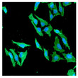 ICC IF of ACTB in HeLa cells stained with beta-actin antibody and Alexa Fluor 488