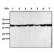 Western blot of human beta-Actin antibody across HeLa Jurkat PC3 HepG2 MCF7 U87-MG and NIH-3T3 cell lysates