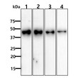Western blot showing human beta-actin detection in HeLa cell lysates using ACTB antibody at serial dilutions