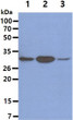 Western blot of human Tollip antibody in Jurkat HepG2 and HeLa cell lysates