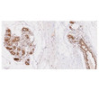 Human UbcH8 UBE2L6 antibody IHC staining in paraffin-embedded breast lobule tissue with DAB detection