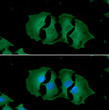 ICC IF of UNG in HeLa cells stained with STJA0041985 antibody Alexa Fluor 488 green and DAPI blue