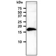 Western blot of human cellubrevin VAMP-3 in mouse brain tissue lysate using STJA0041988 antibody