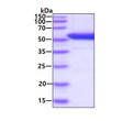 SDS-PAGE gel of recombinant human Dopa Decarboxylase DDC protein under reducing conditions