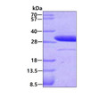 SDS-PAGE gel of recombinant human Latexin protein 3 µg under reducing conditions stained with Coomassie blue