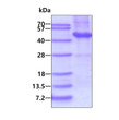 Recombinant human DTNBP1 protein SDS-PAGE gel under reducing conditions with Coomassie stain