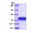 SDS-PAGE gel of recombinant human Stathmin-1 STMN1 protein under reducing conditions