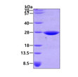 SDS-PAGE gel of recombinant E.coli dsbG protein 3µg under reducing conditions Coomassie blue stain