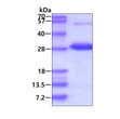 SDS-PAGE gel of recombinant human GRB2 protein under reducing conditions Coomassie stain