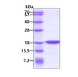 SDS-PAGE of recombinant human FABP3 H-FABP protein under reducing conditions stained with Coomassie blue