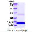 SDS-PAGE gel of recombinant human GRO beta CXCL2 protein under reducing conditions with Coomassie blue stain